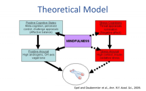  Theoretical model 