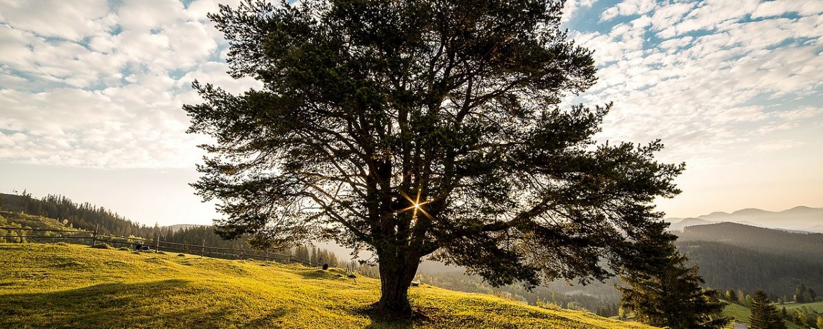 mindfulness superacion charles krauthammer